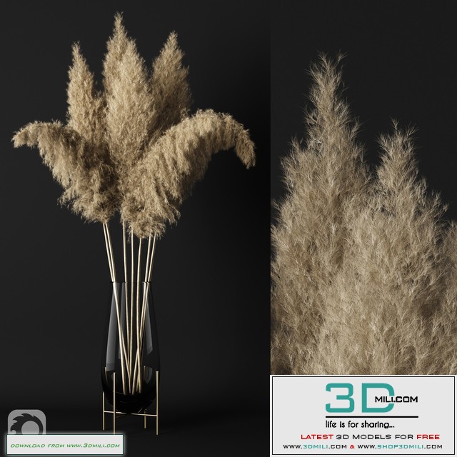A bunch of pampas