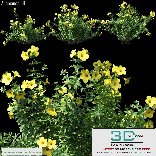 Allamanda 01