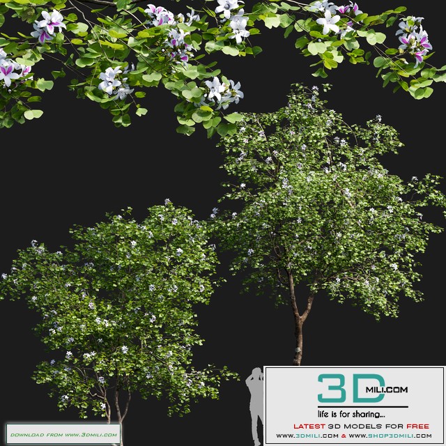 Bauhinia variegata # 1