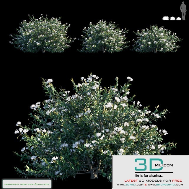 Common bush