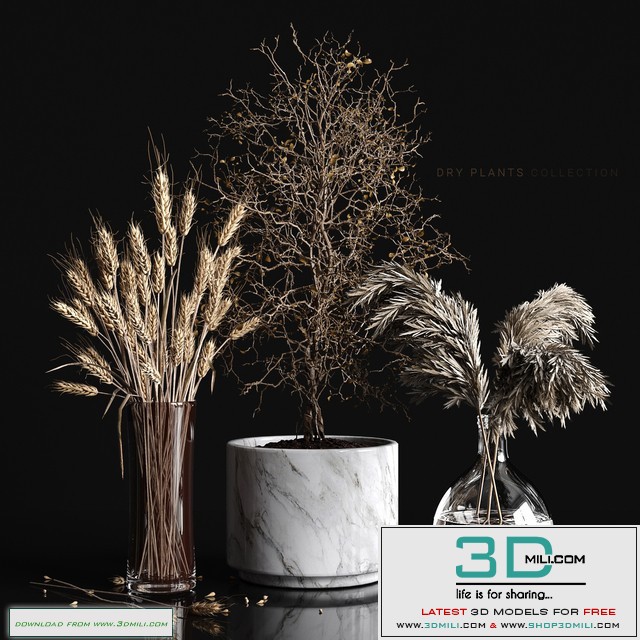 Dry plants collection