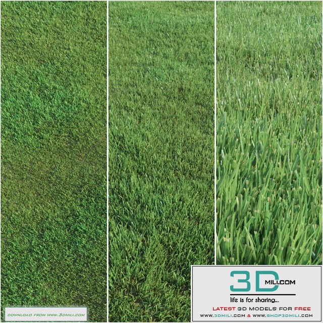 Lawn grass
