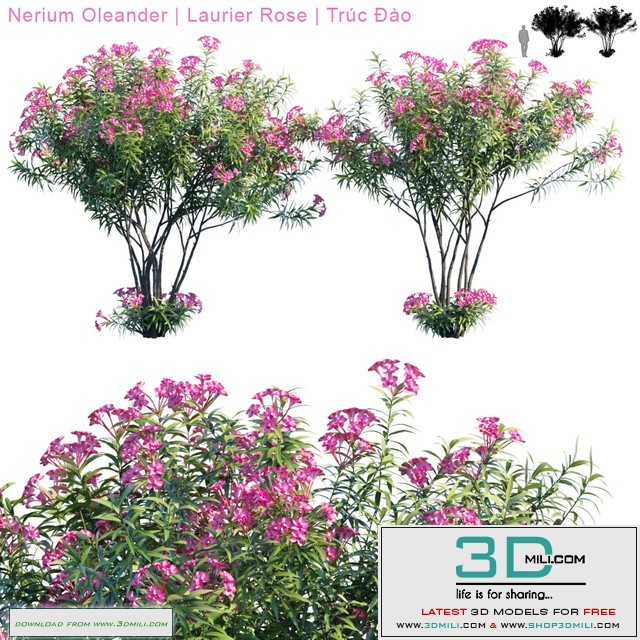 Nerium Oleander | Laurier rose