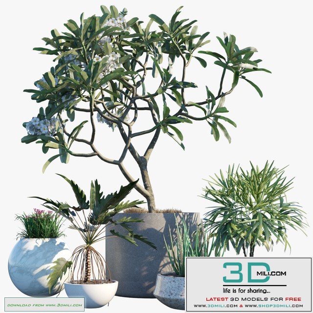 Plant in pots # 28: Tropical inspiront