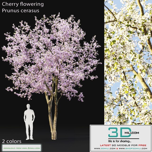 Prunus cerasus | Cherry flowering # 2
