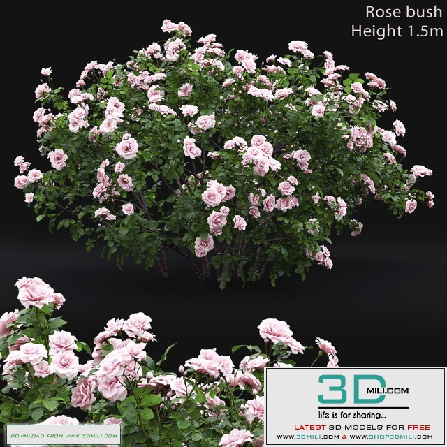 Rose bush # 4