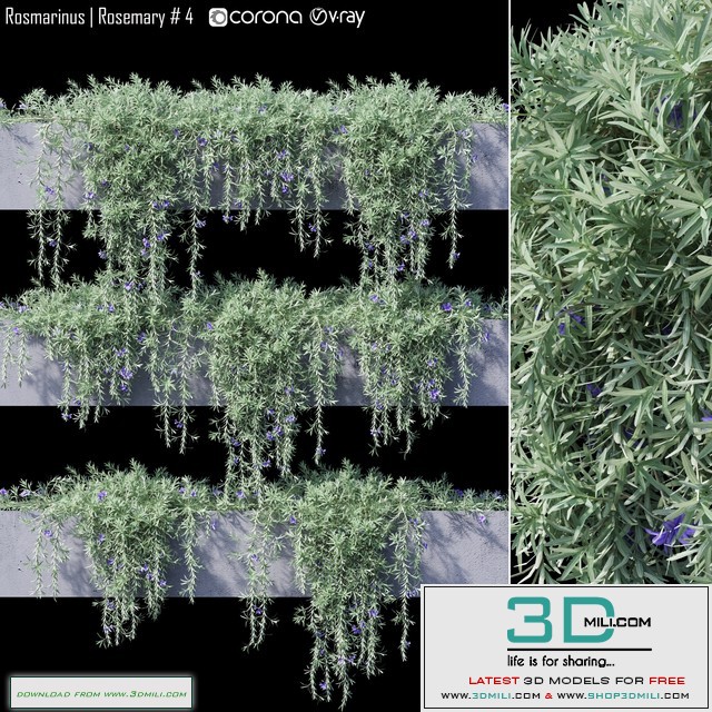 Rosmarinus | Rosemary # 4