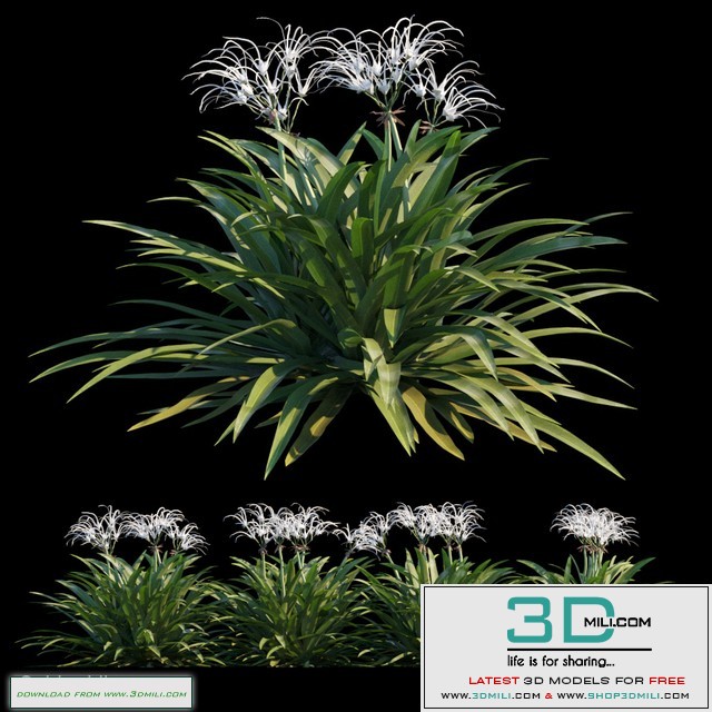 Spider lily
