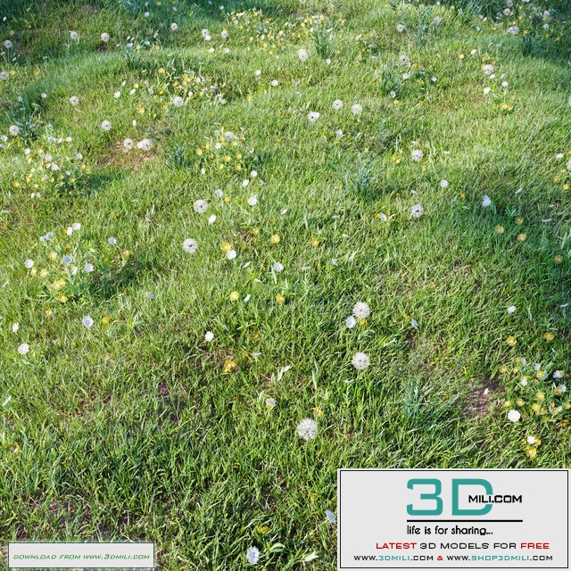 grass_for_landscaping_set03