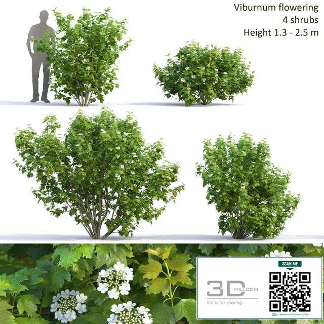 Viburnum