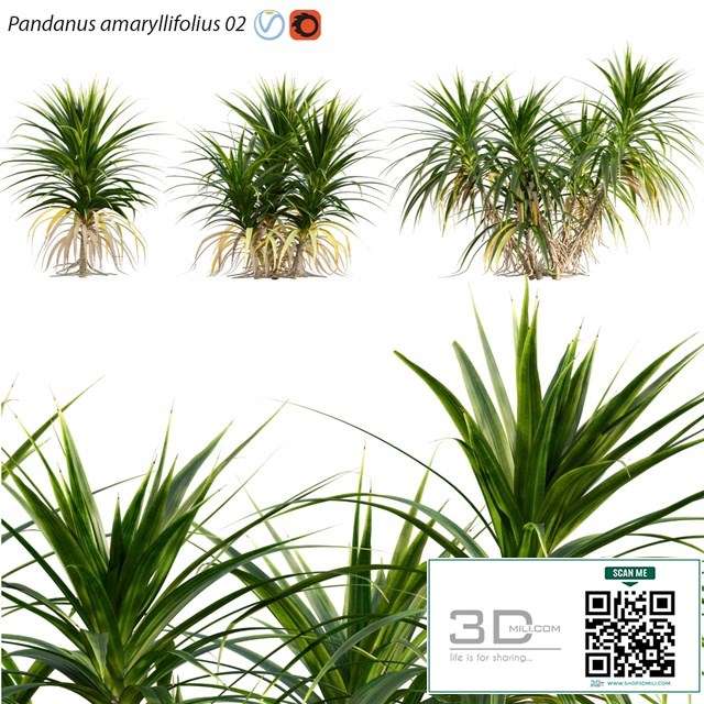 Pandanus amaryllifolius | Pandan leaves | Edible pandan 02