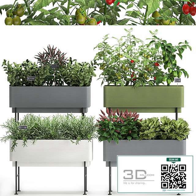 Collection of potted plants Kitchen garden, vegetables, tomatoes, peppers, herbs, Rosemary, lettuce, Lettuce, garden bed. Set 1059.