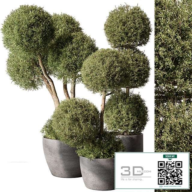 Outdoor Plant Set 414 – Topiary Ball Plant in Pot (Vray)